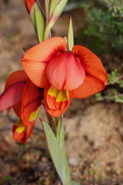 Imagem de Gladiolus equitans Thunb.