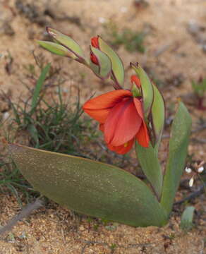 Image de Gladiolus equitans Thunb.