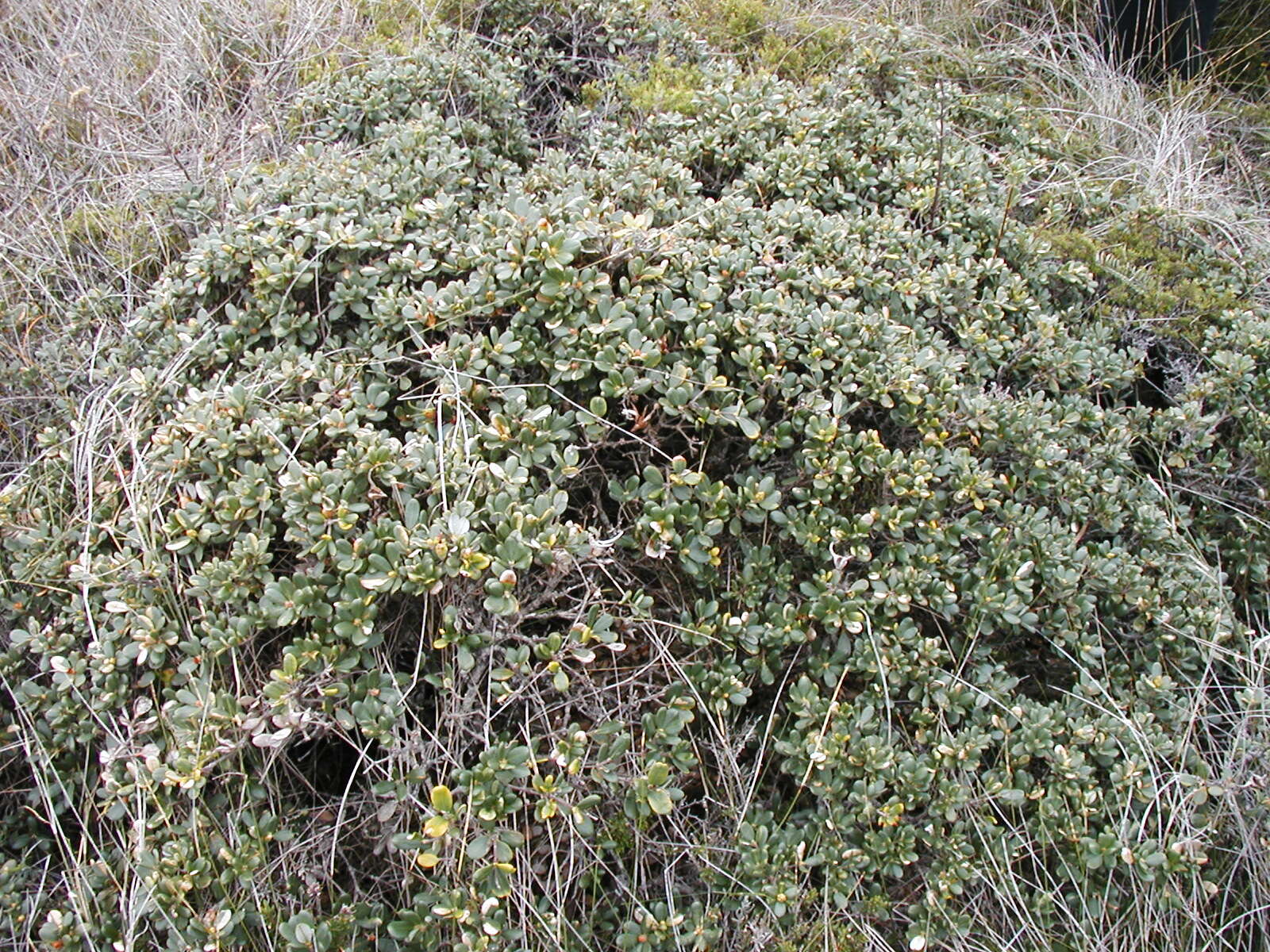 Image of Lambertia formosa Sm.