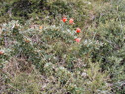 Image of Lambertia formosa Sm.