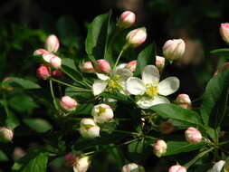 Image of Malus sargentii