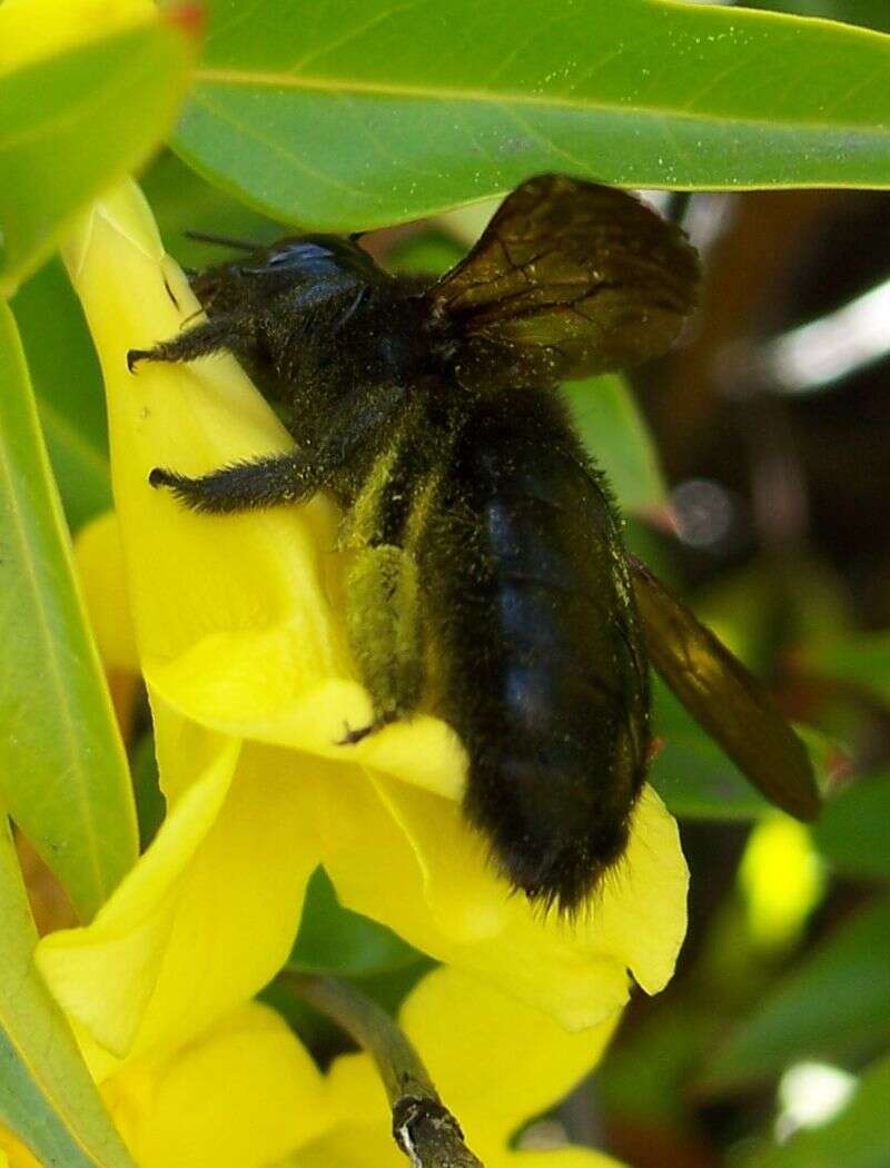 Plancia ëd Xylocopa varipuncta Patton 1879