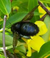 Plancia ëd Xylocopa varipuncta Patton 1879