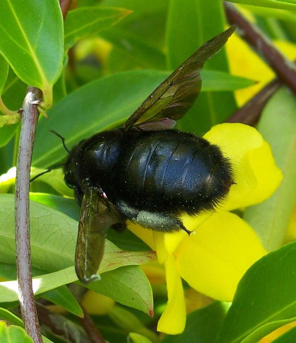 Xylocopa varipuncta Patton 1879 resmi