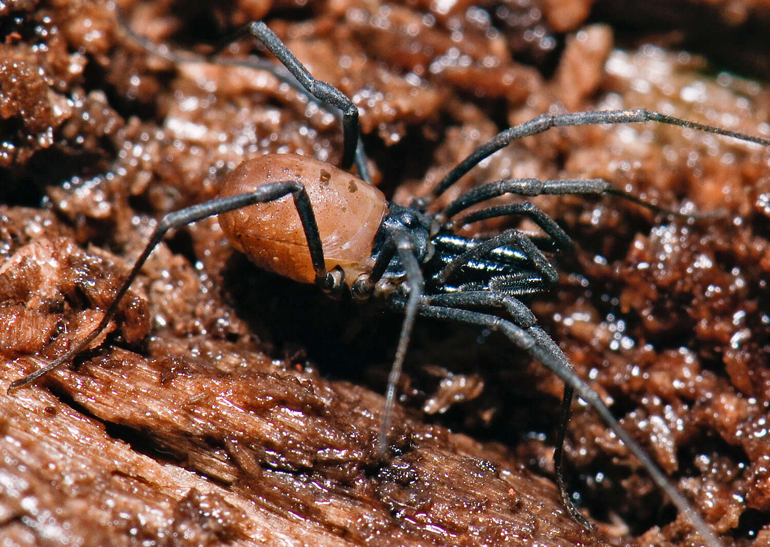 Image of snail-eating harvestmen