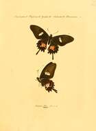 Sivun Papilio torquatus Cramer (1777) kuva