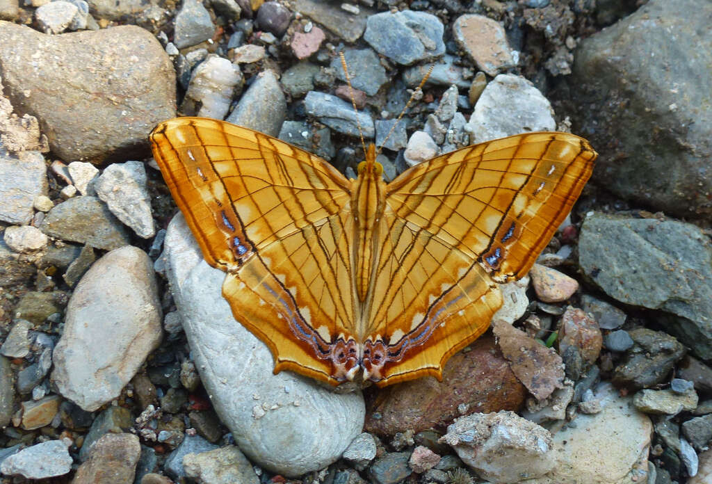 Imagem de Chersonesia risa Doubleday (1848)