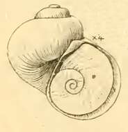 Image de Lepetellidae Dall 1882