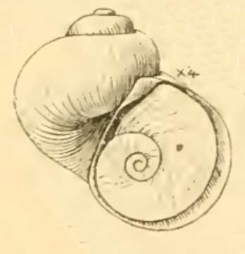 Image of Lepetellidae Dall 1882