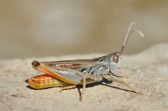 Image of Stenobothrus nigromaculatus (Herrich-Schäffer 1840)