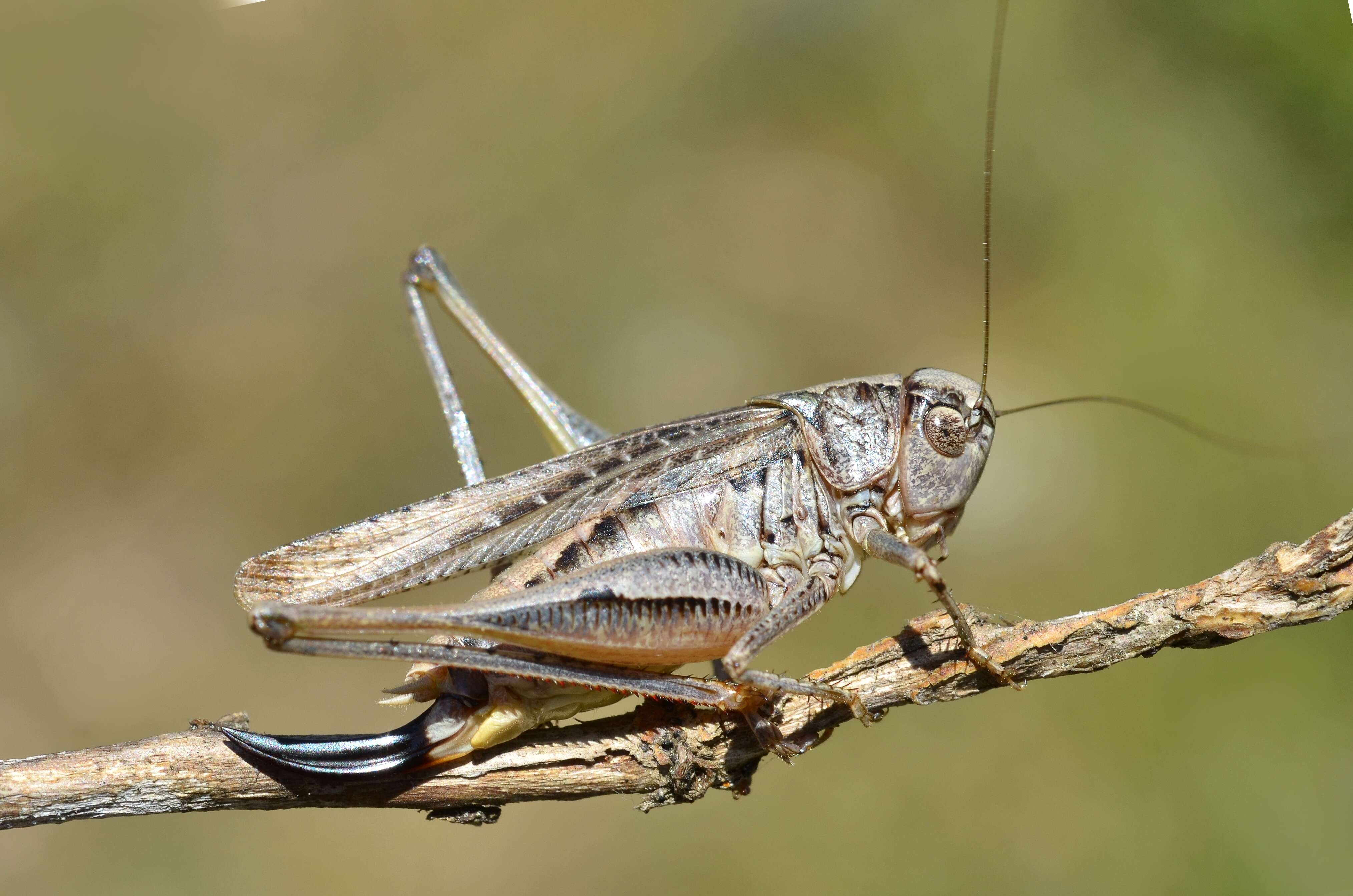 Plancia ëd Platycleis albopunctata (Goeze 1778)