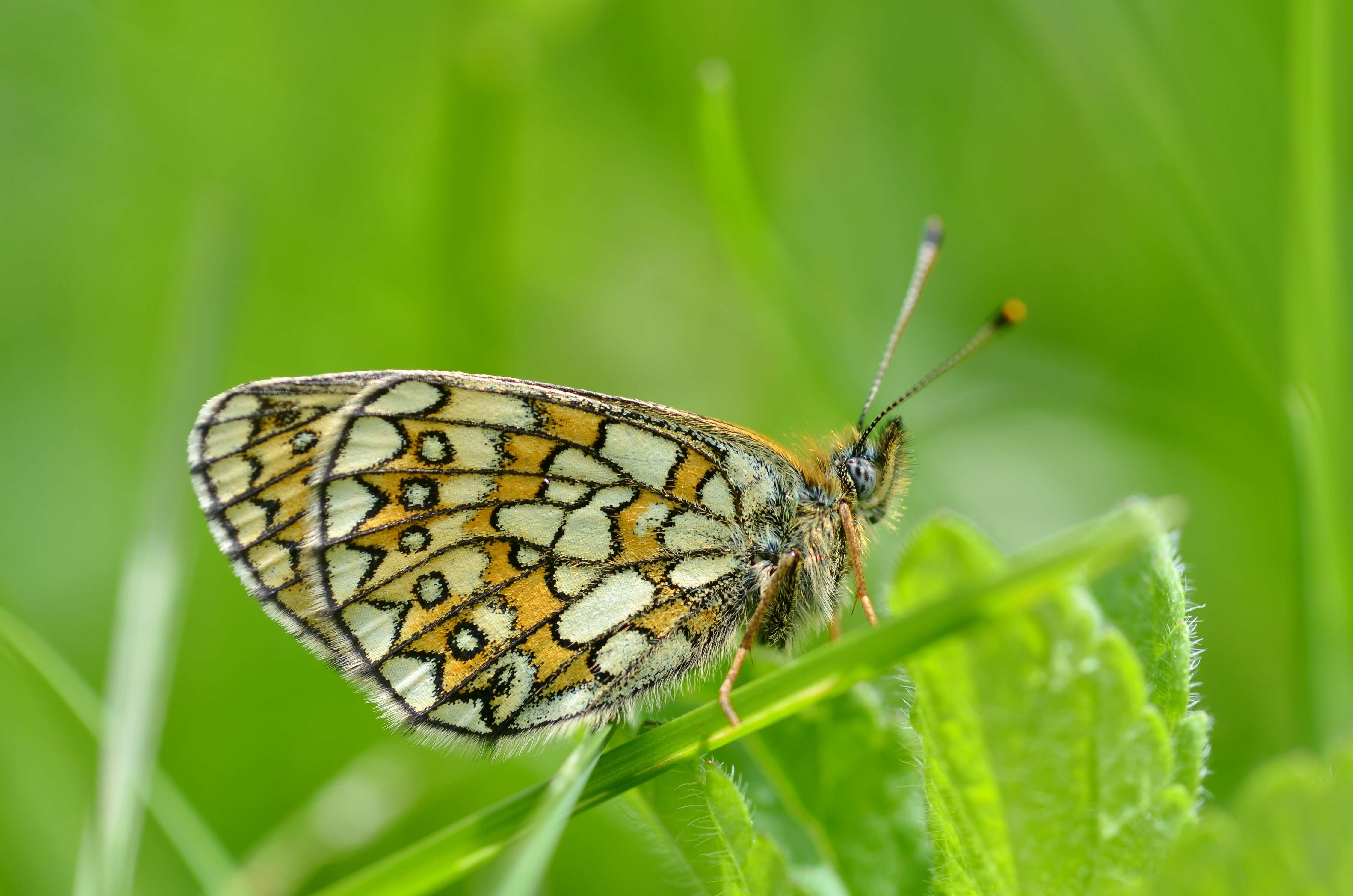 Imagem de Boloria eunomia