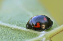 Image of Pine Lady Beetle