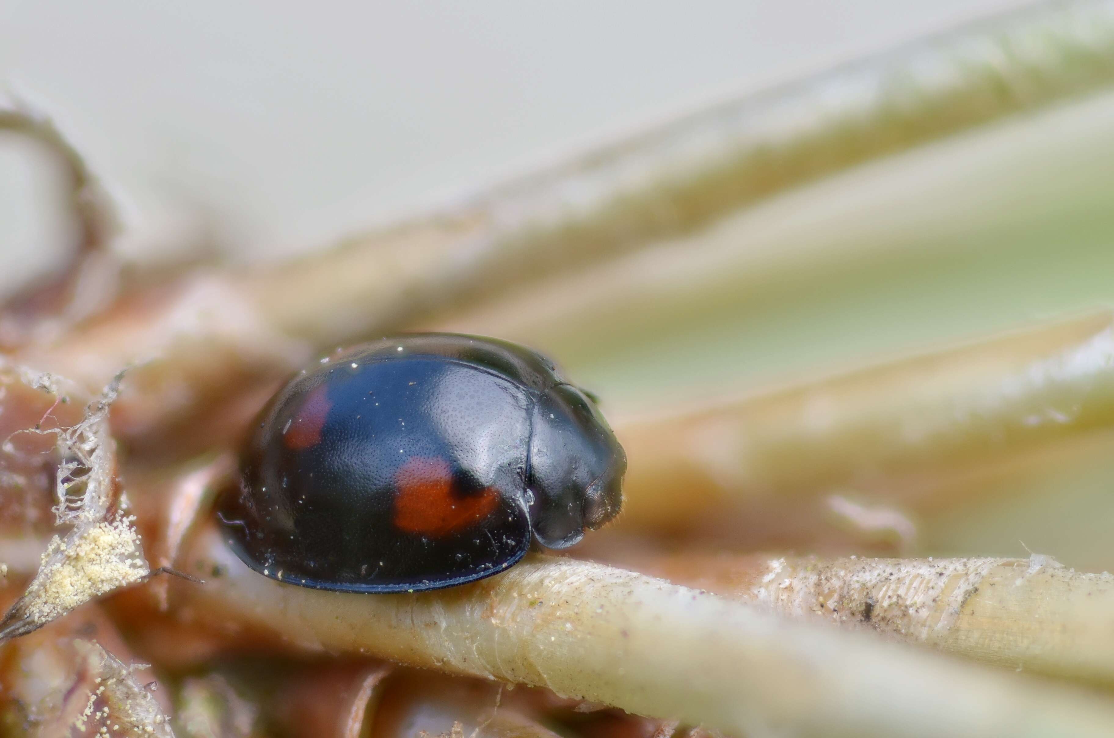 Imagem de Brumus quadripustulatus (Linnaeus 1758)