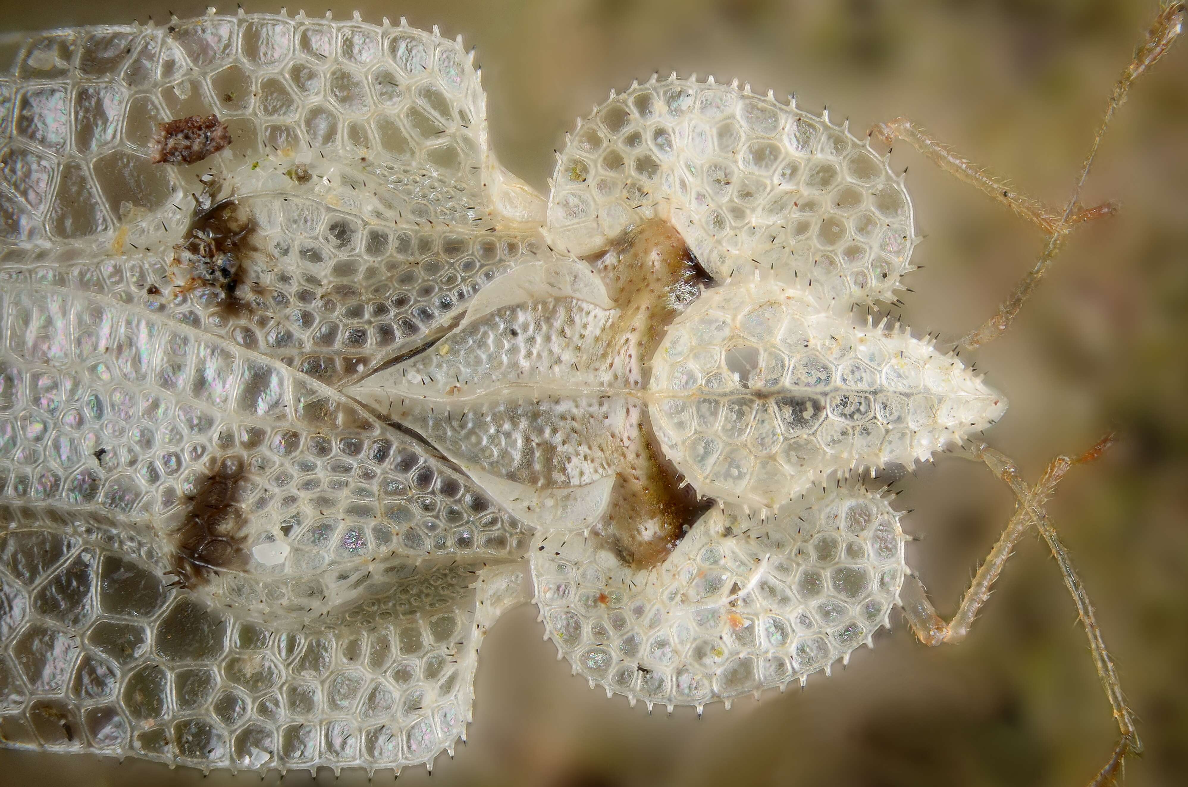 Image of Sycamore Lace Bug