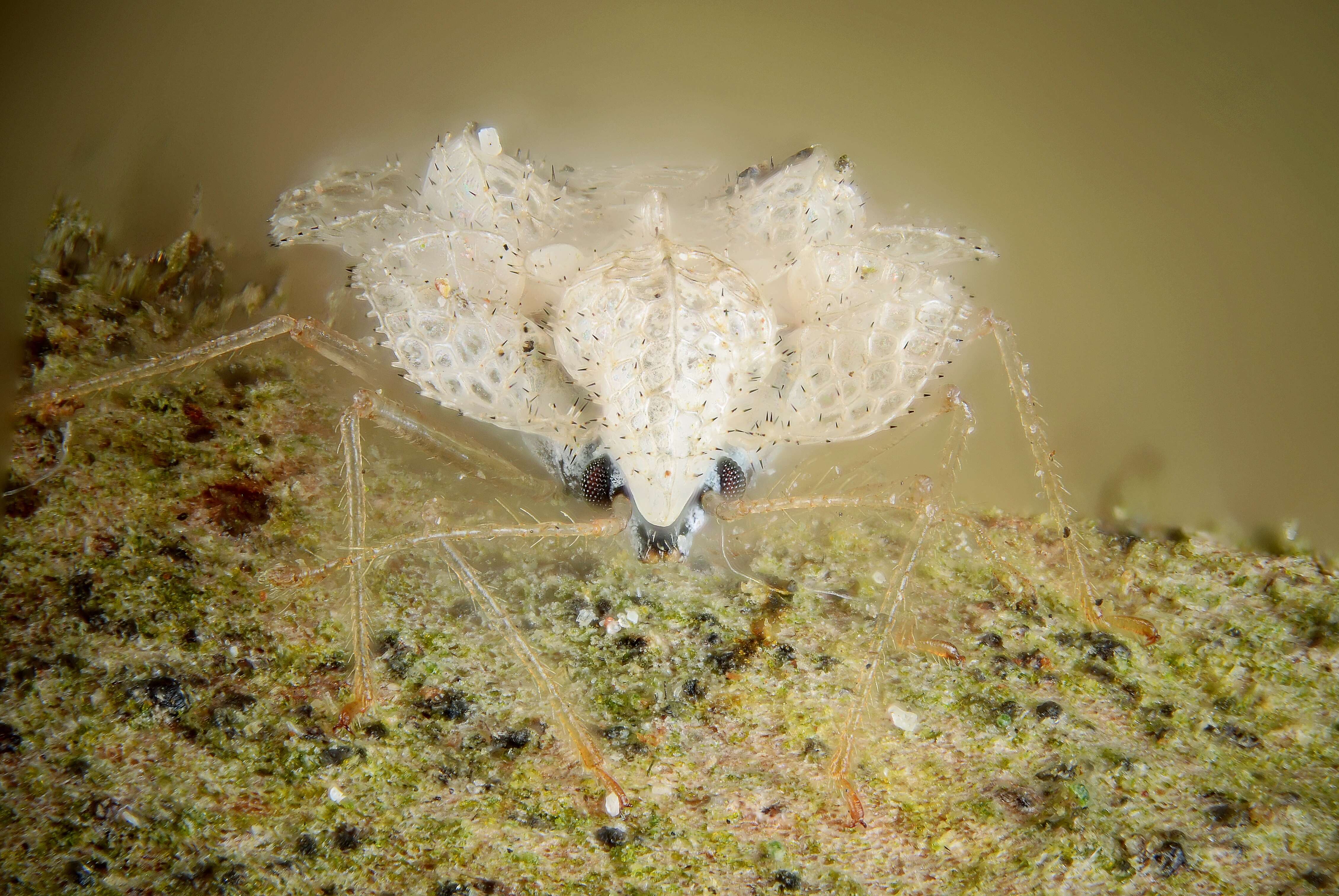 Image of Sycamore Lace Bug