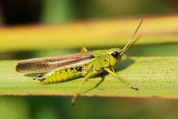 Image of Large marsh grasshopper