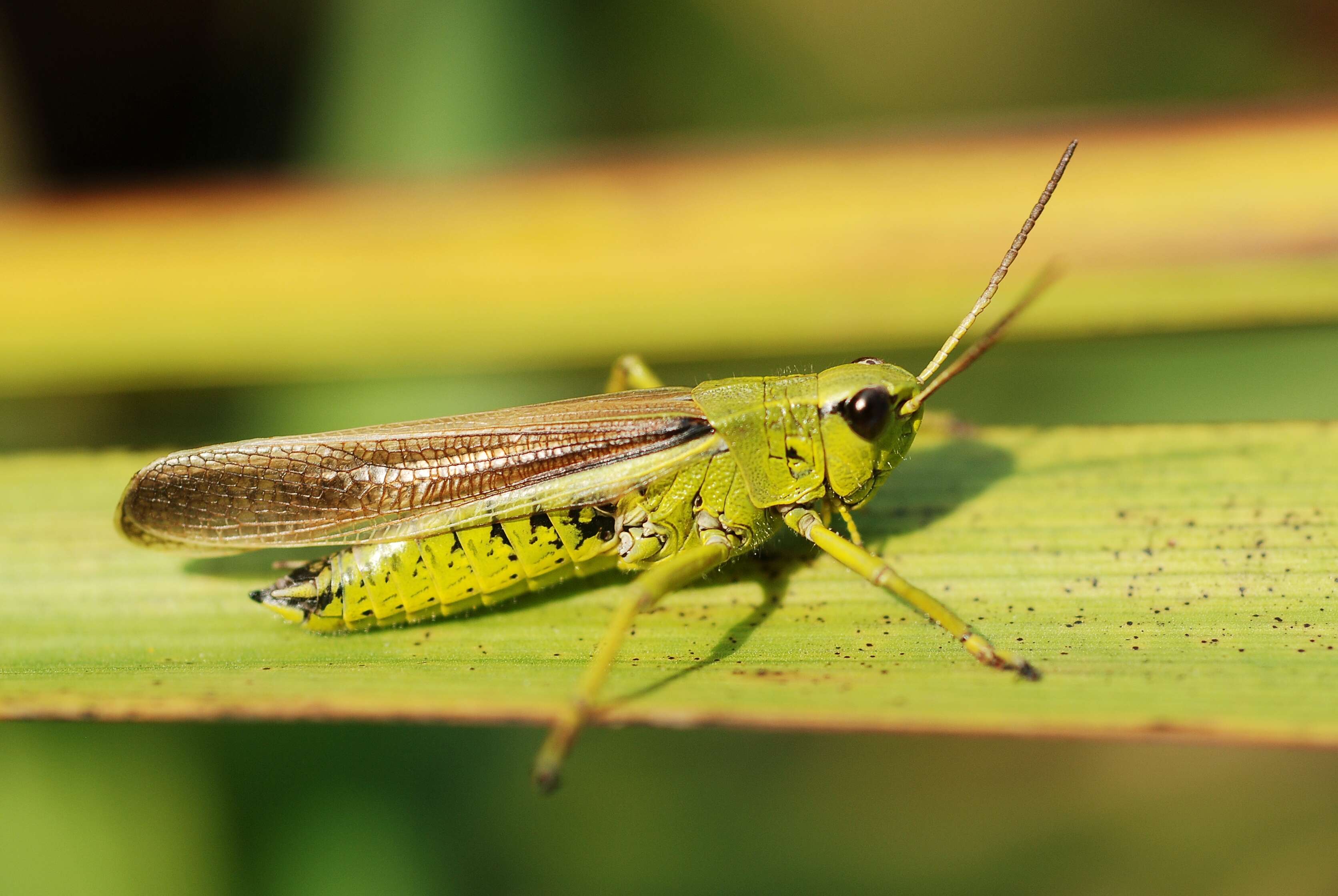 Image of Large marsh grasshopper