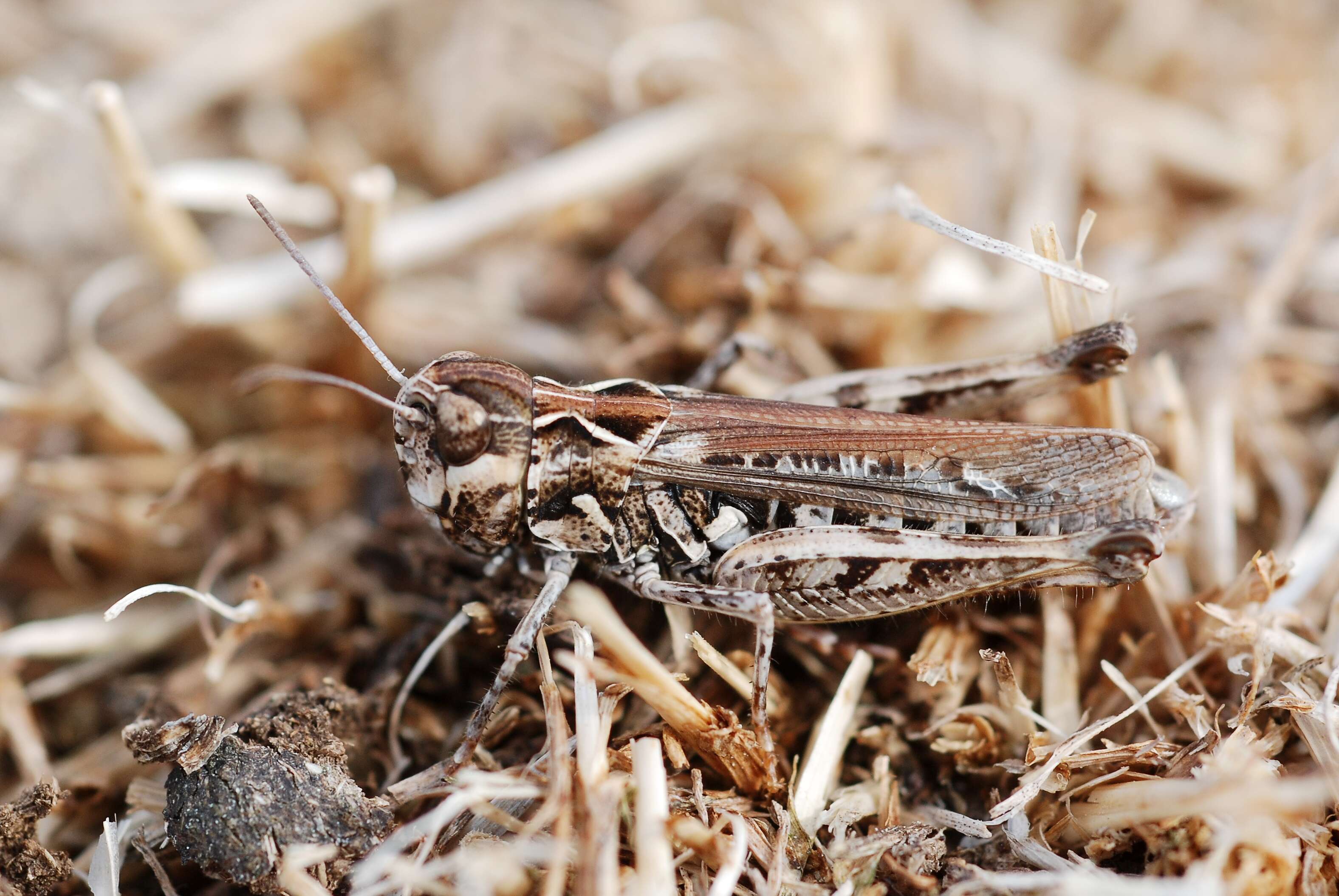 Plancia ëd Myrmeleotettix