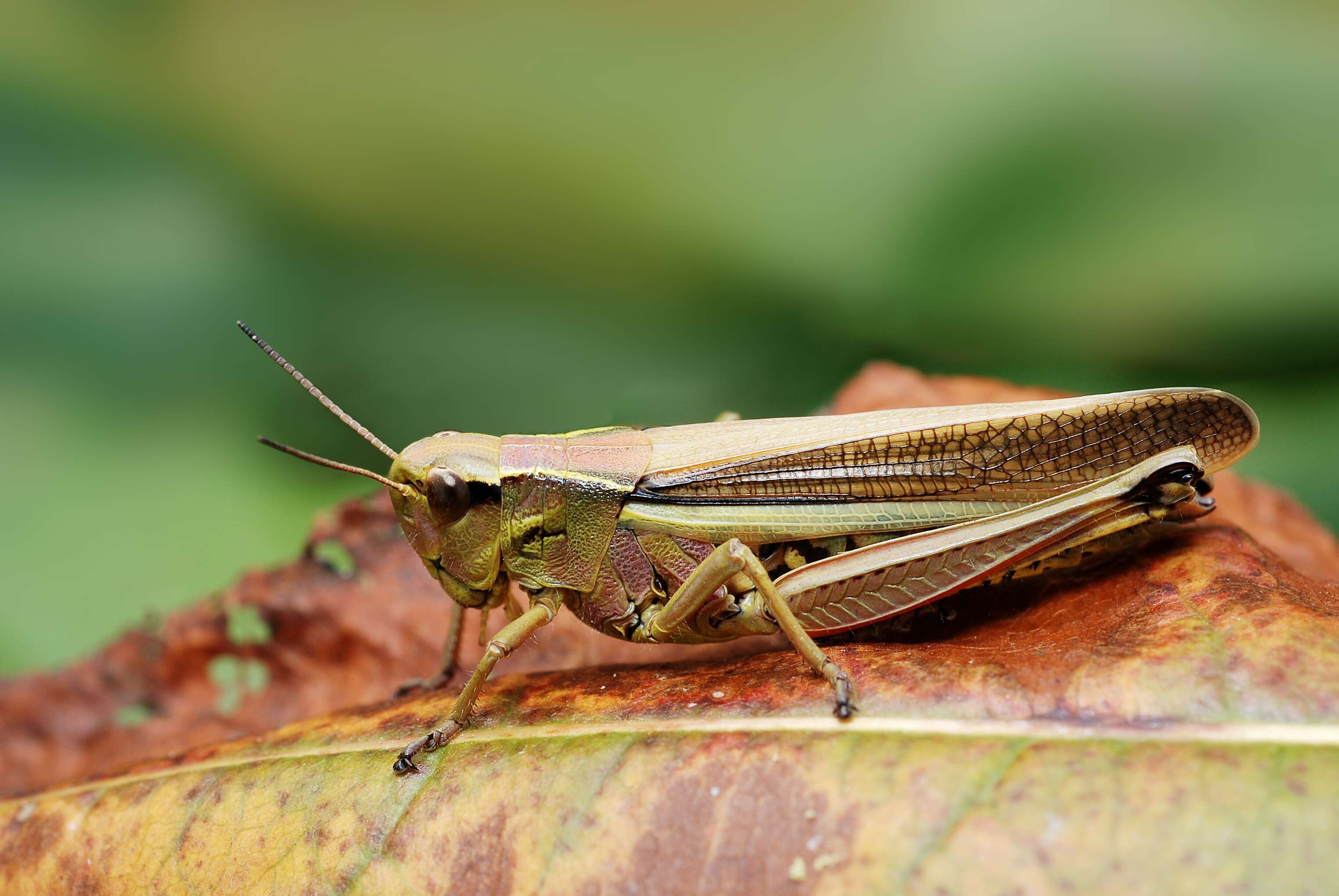 Image of Large marsh grasshopper