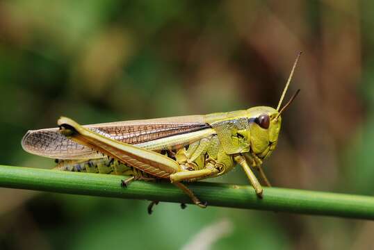 Image of Large marsh grasshopper