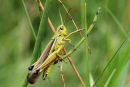 Image of Large marsh grasshopper