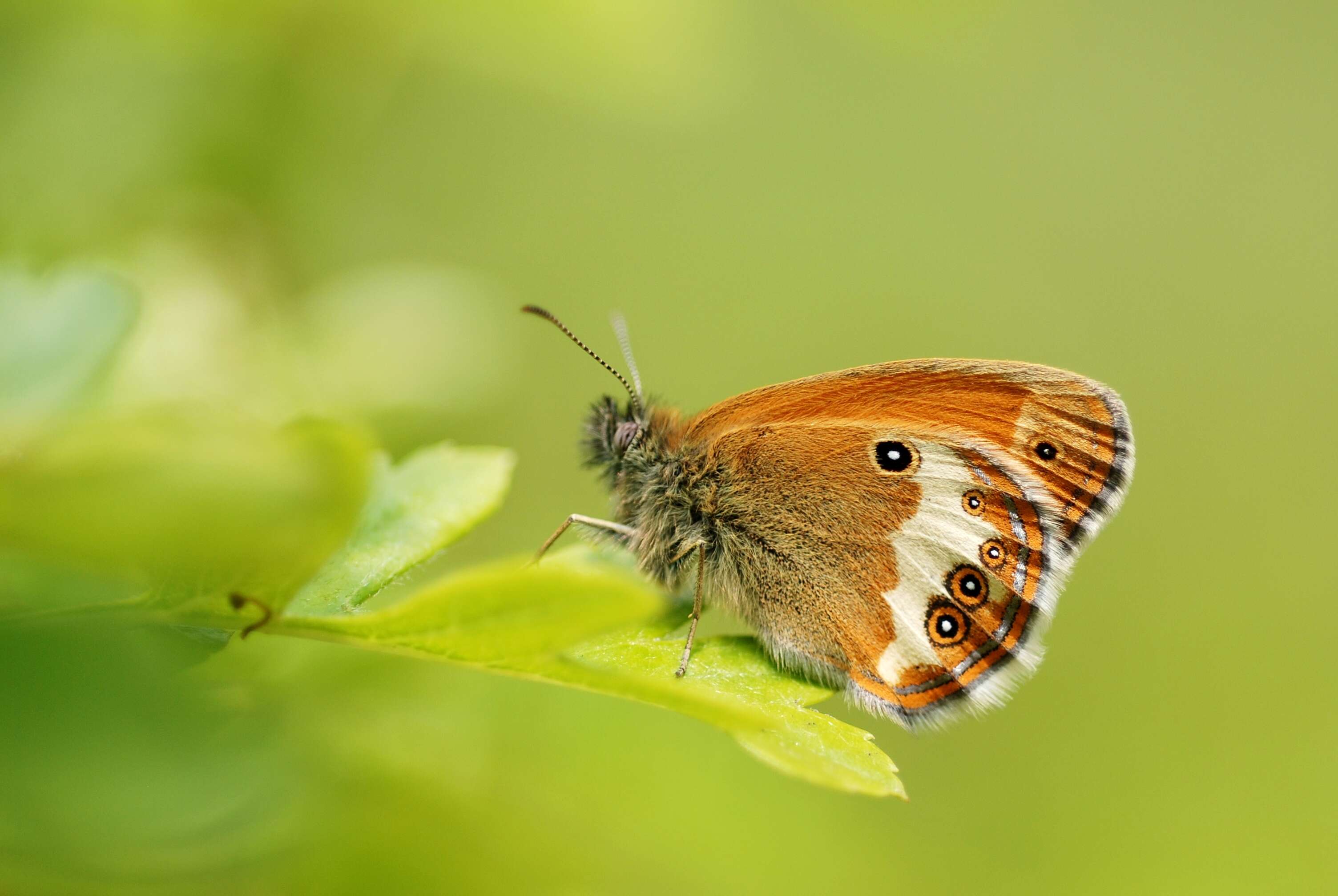 Coenonympha arcania Linnaeus 1761的圖片