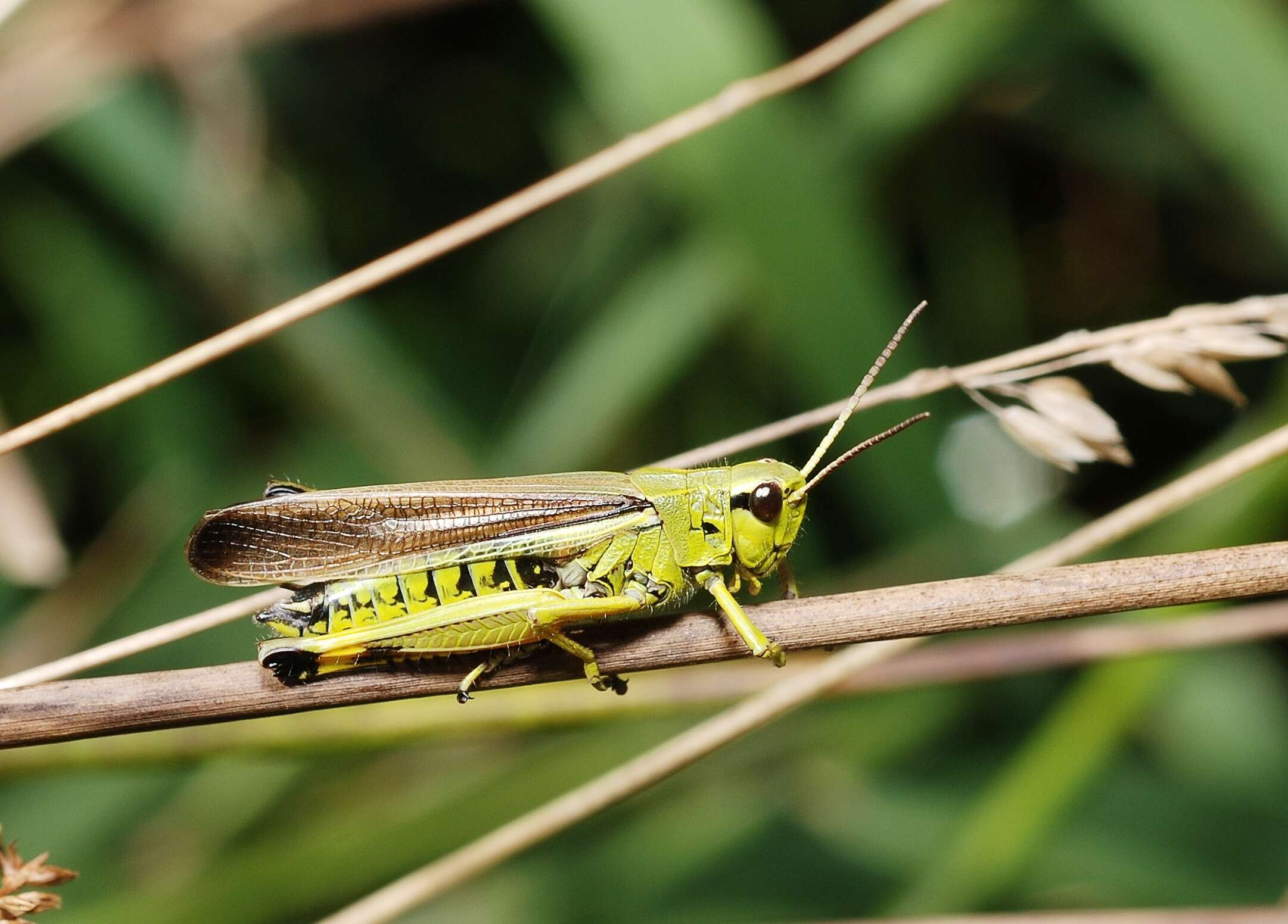 Image of Large marsh grasshopper