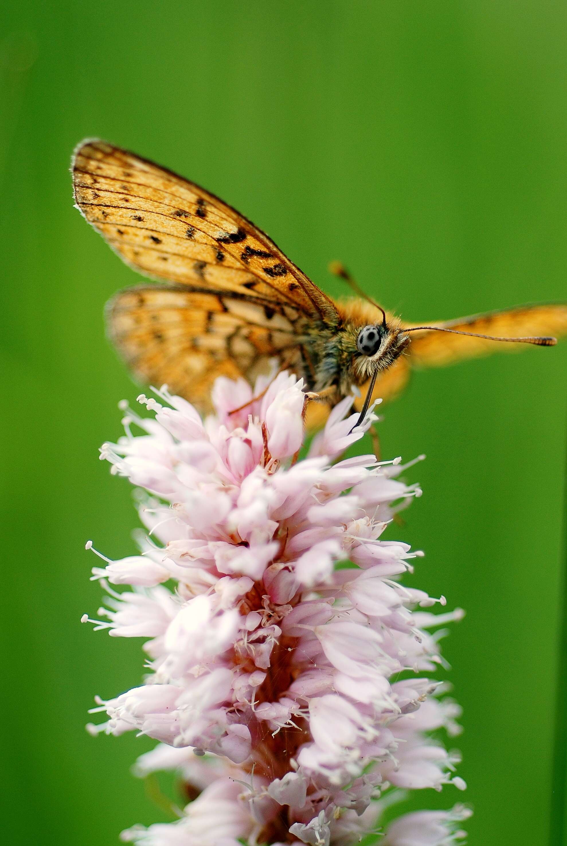 Imagem de Boloria eunomia