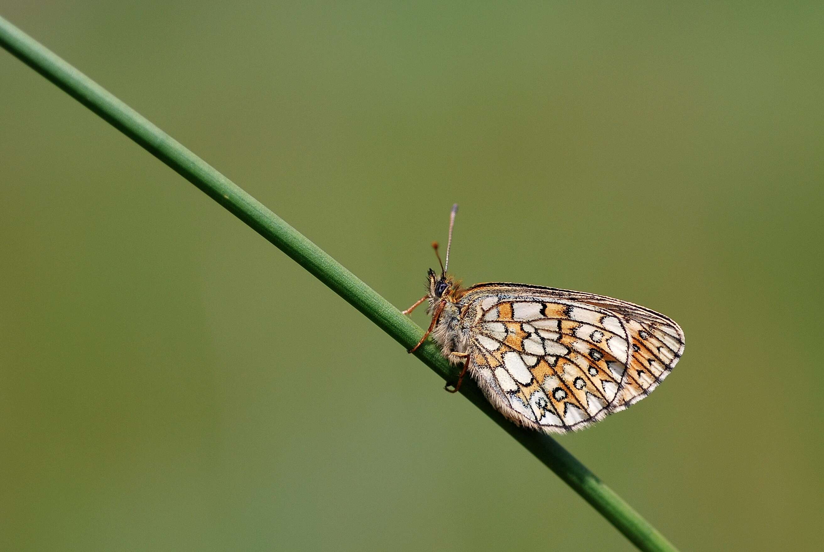 Imagem de Boloria eunomia