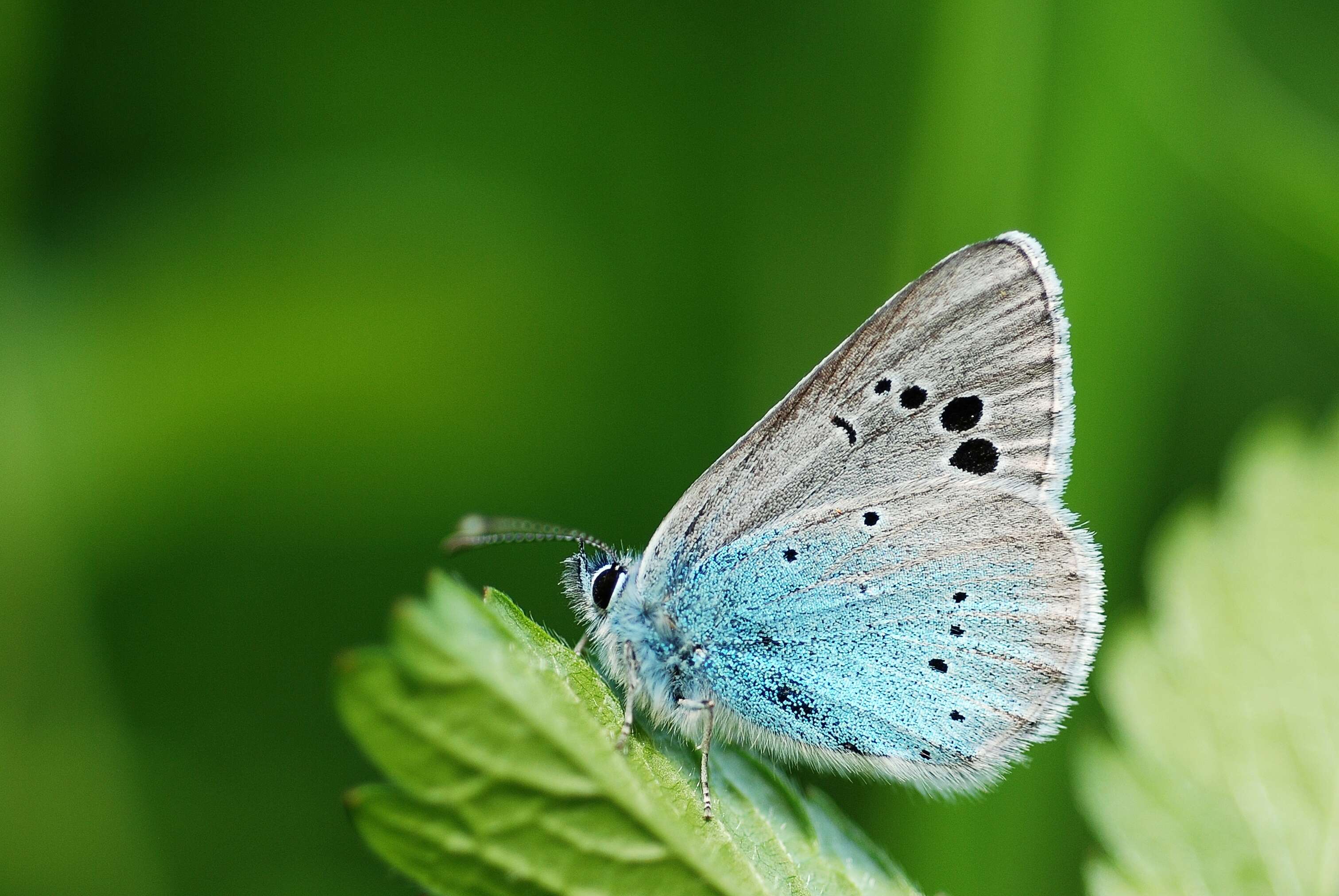 Image of Green-underside Blue