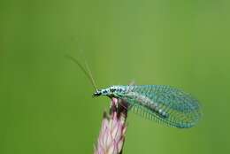 Image of Green lacewing