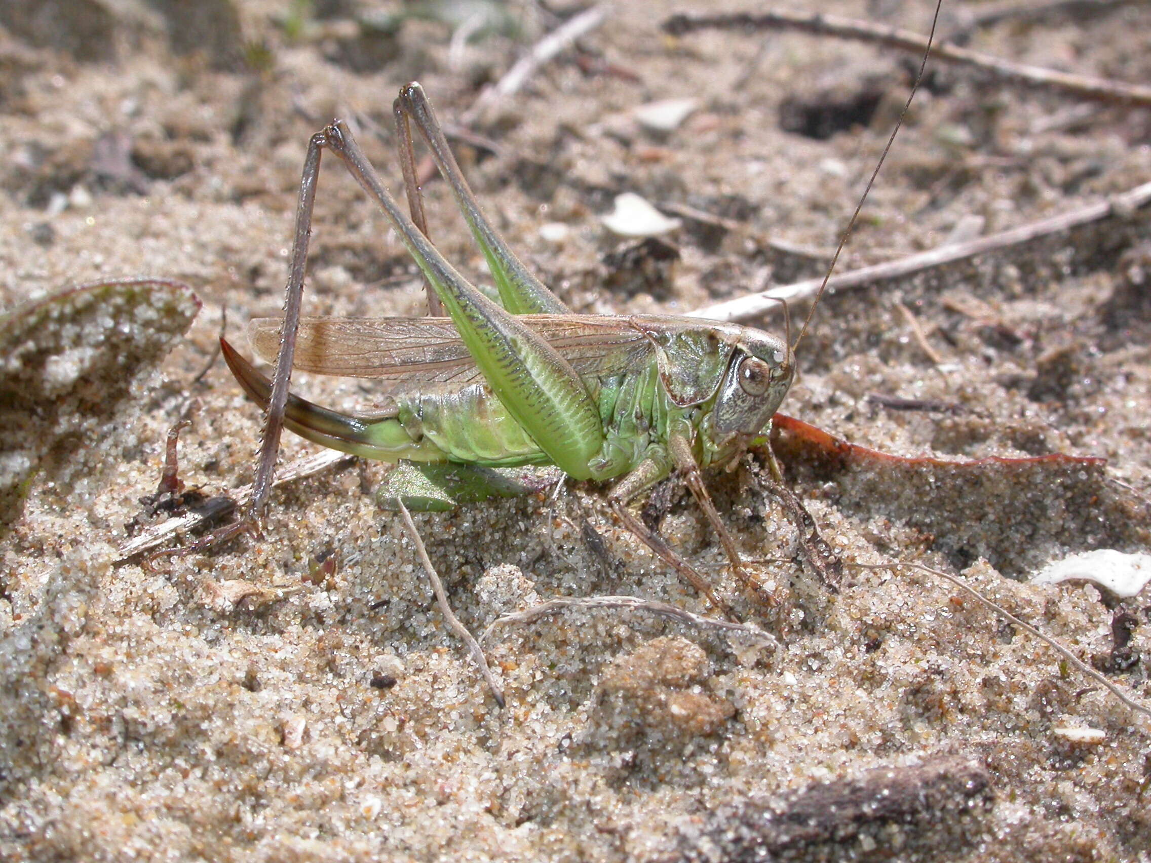 Plancia ëd Platycleis albopunctata (Goeze 1778)