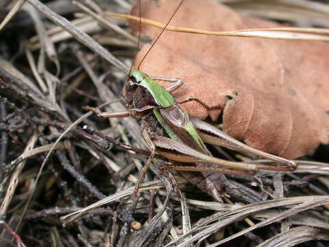 Image of bog bush-cricket