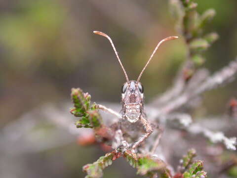 Image of Myrmeleotettix