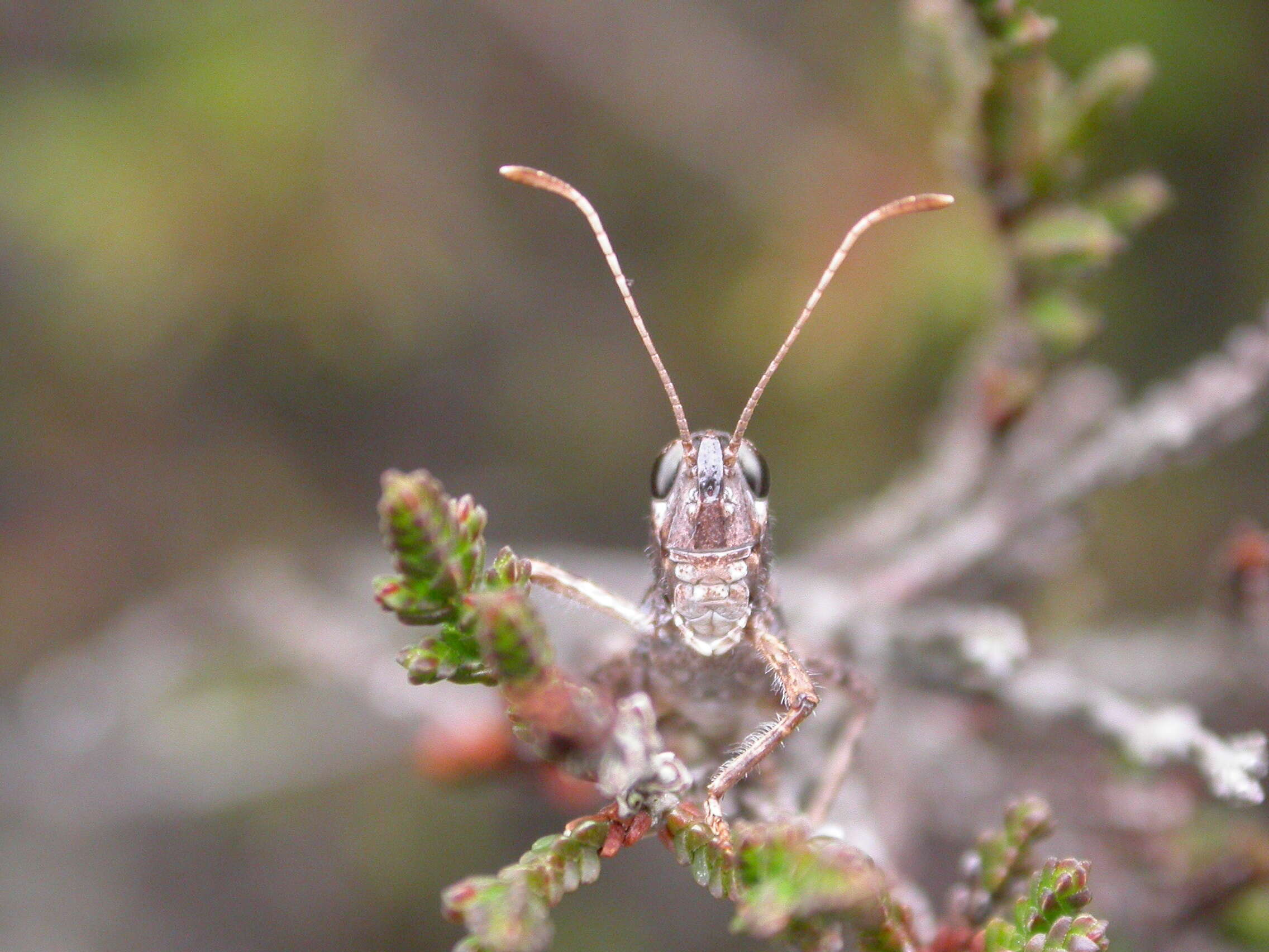 Plancia ëd Myrmeleotettix