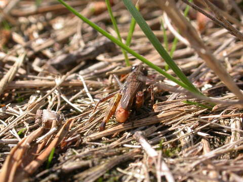 Image of Myrmeleotettix