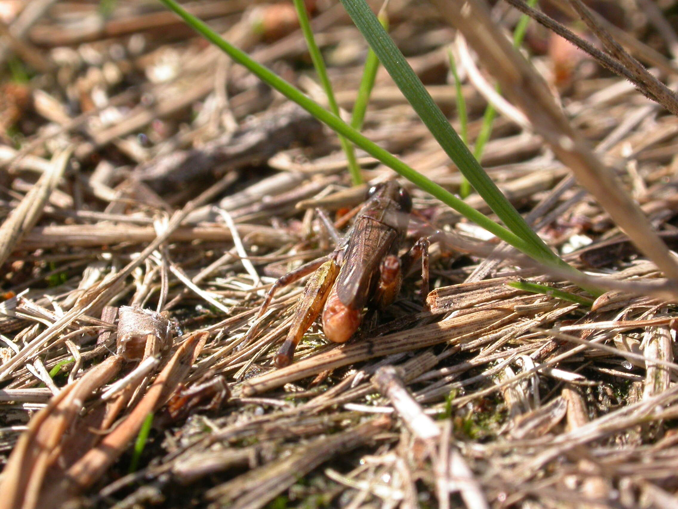 Plancia ëd Myrmeleotettix