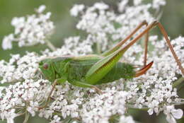 Image of Bicolorana bicolor (Philippi 1830)