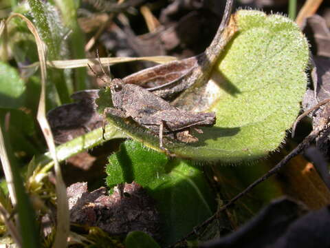 Image of common ground-hopper