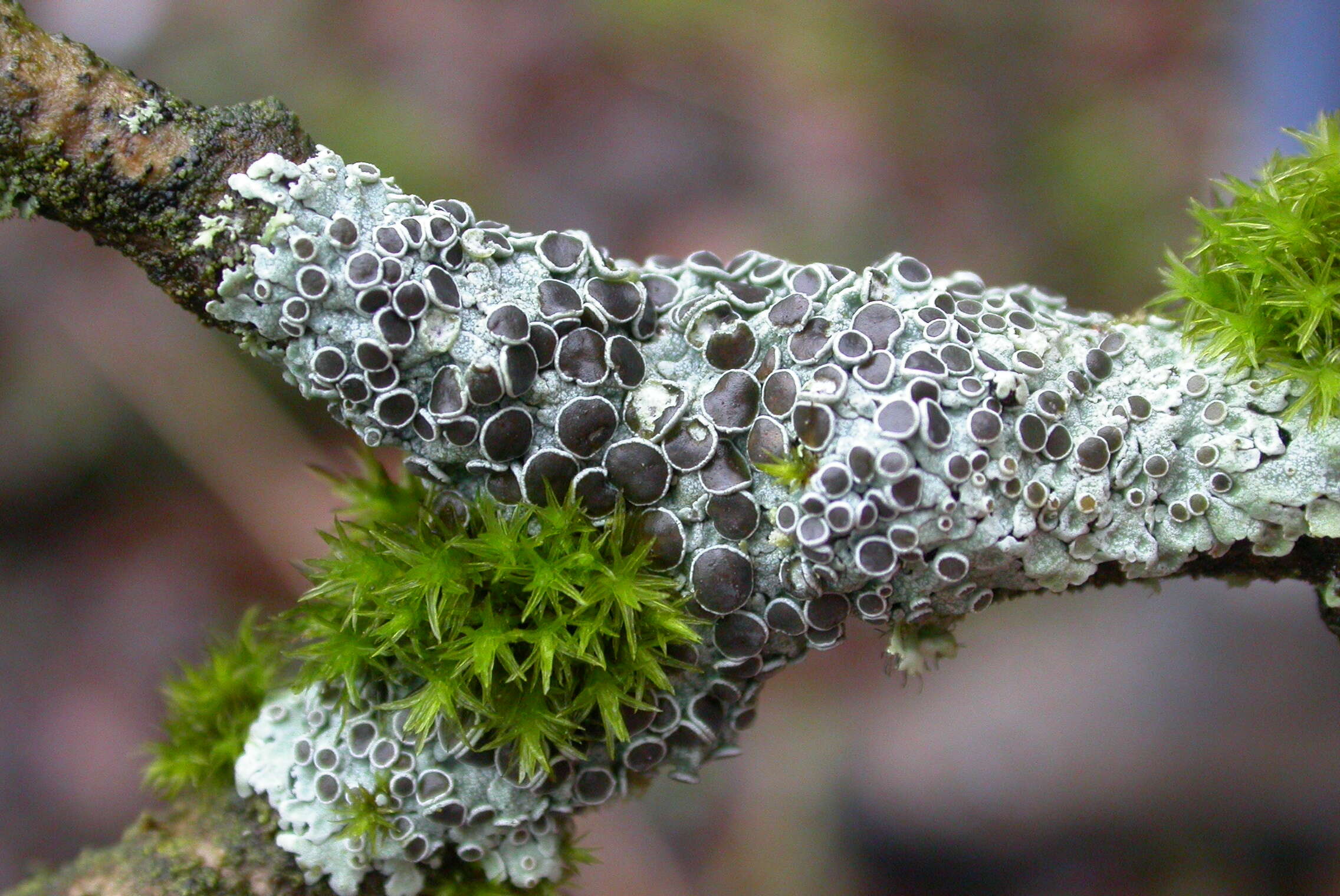 Image of rosette lichen