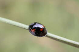 Image of Pine Lady Beetle