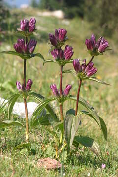 Image de Gentiana pannonica Scop.