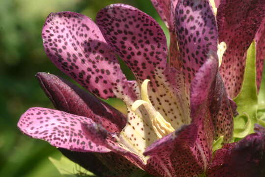 Image de Gentiana pannonica Scop.