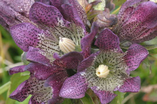 Image de Gentiana pannonica Scop.