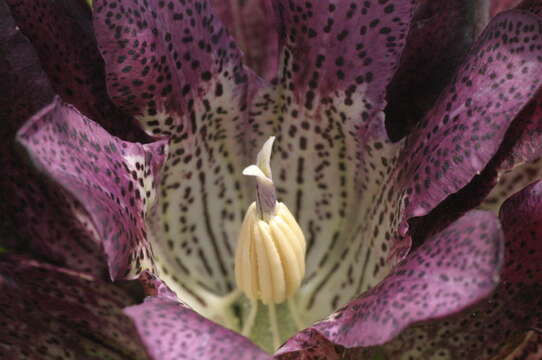 Image de Gentiana pannonica Scop.