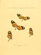 Image of Mechanitis lysimnia Fabricius 1793