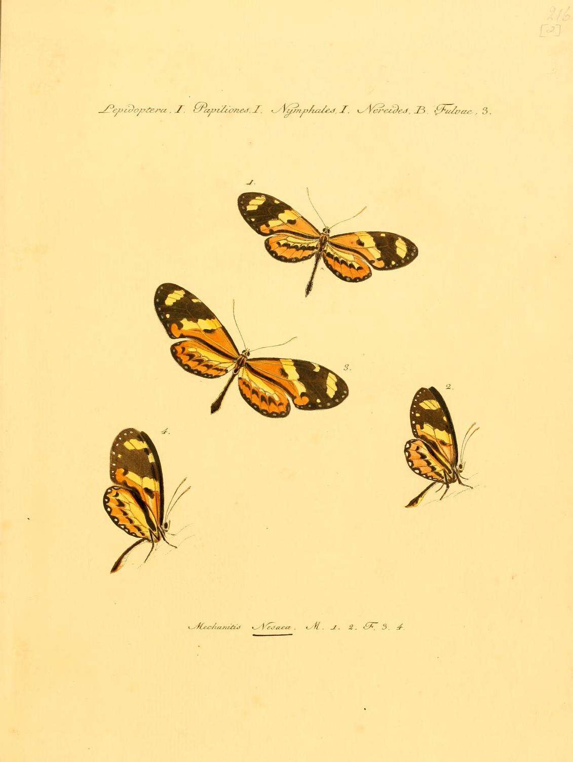 Imagem de Mechanitis lysimnia Fabricius 1793