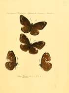 Image of Euploea eleusina Cramer 1780