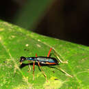 Neocollyris (Stenocollyris) arnoldi (W. S. MacLeay 1825) resmi